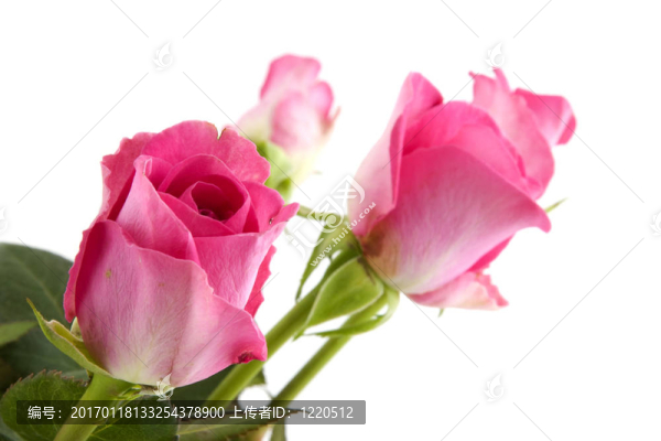 粉薔薇