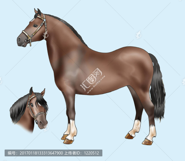 品種：威爾士山小馬