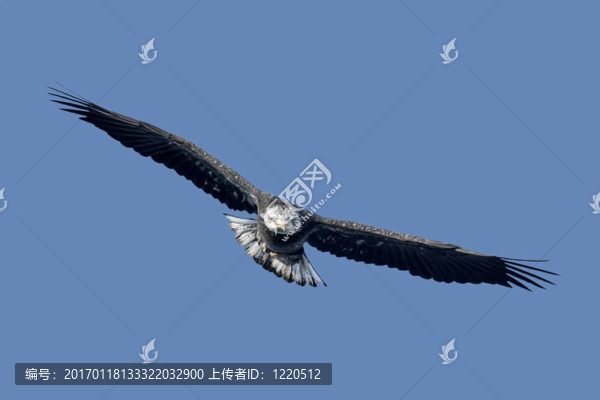亞成年禿鷹