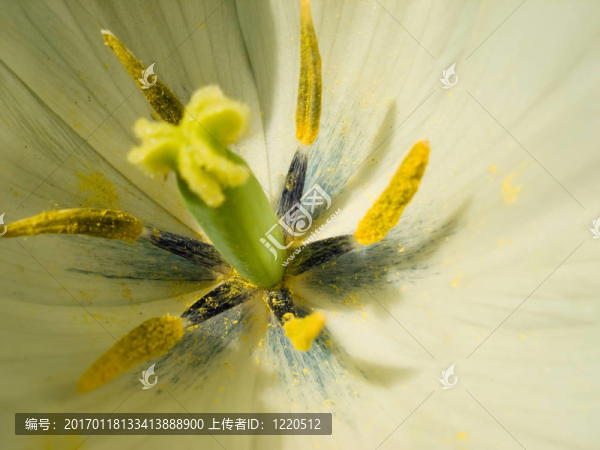 那么郁金香的資源-匯圖網(wǎng) www.fosd68.com 那么郁金香的資源