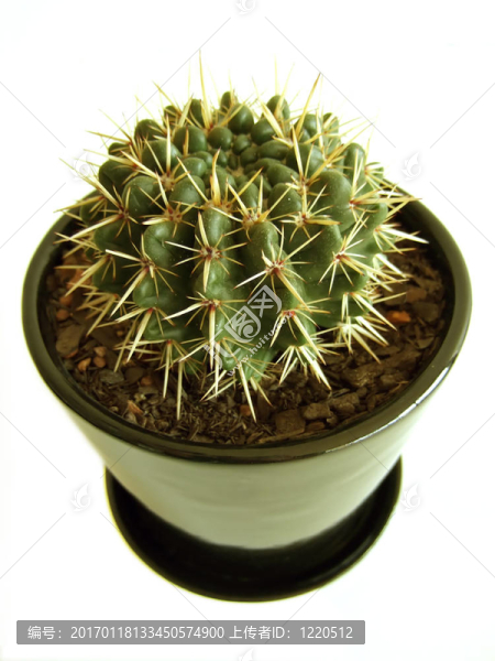 孤獨(dú)的仙人掌