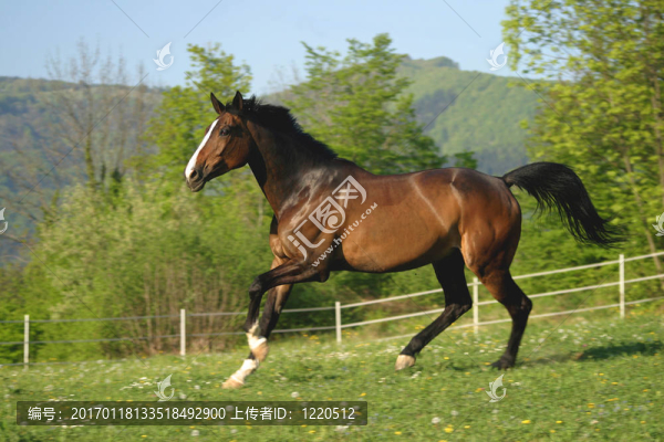 馬在牧場(chǎng)