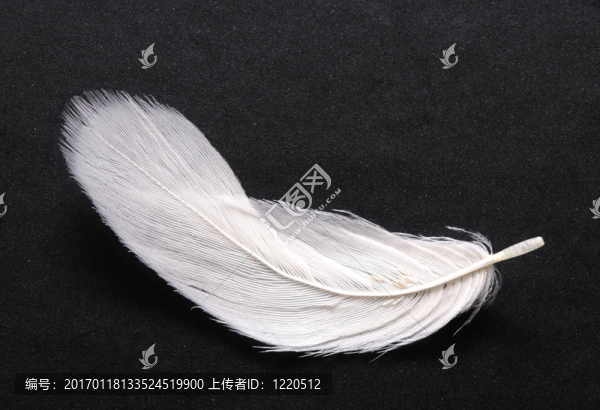 黑色的羽毛上