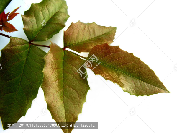 leaf_bush