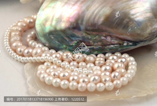 珍珠和貝殼