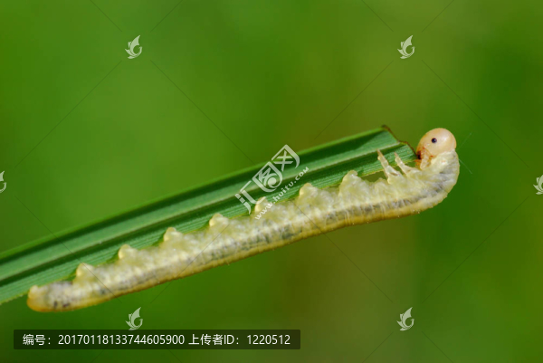 饑餓的卡特彼勒。