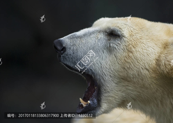 北極熊咆哮