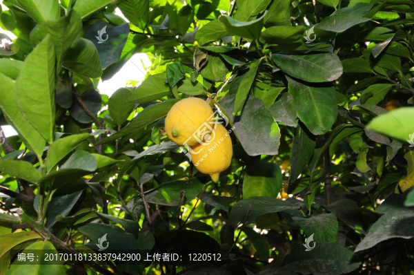 檸檬樹(shù)-匯圖網(wǎng) www.fosd68.com 檸檬樹(shù)