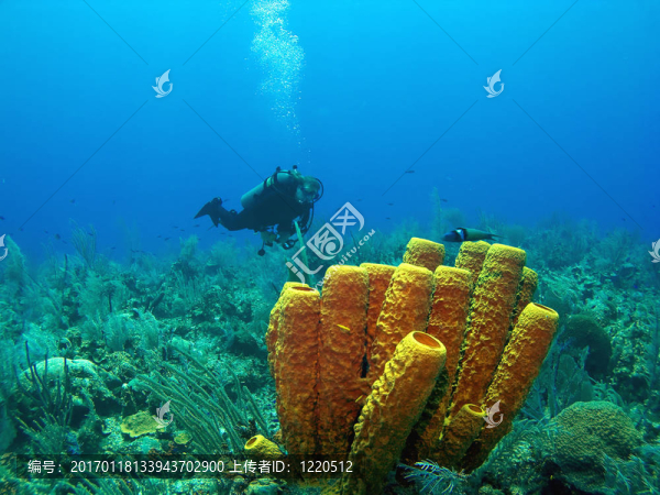 潛水和黃管海綿