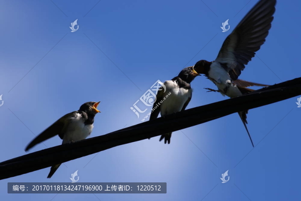 燕子