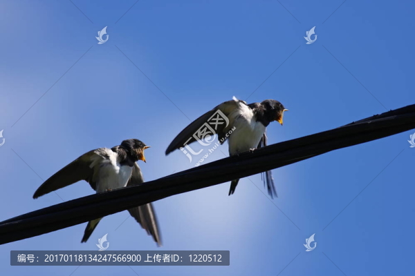 燕子