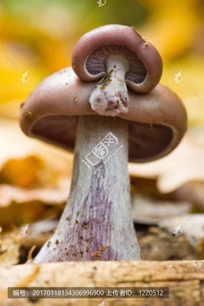 木質(zhì)假面狀口蘑。雙胞胎.