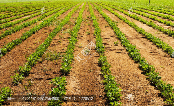 蔬菜農(nóng)場
