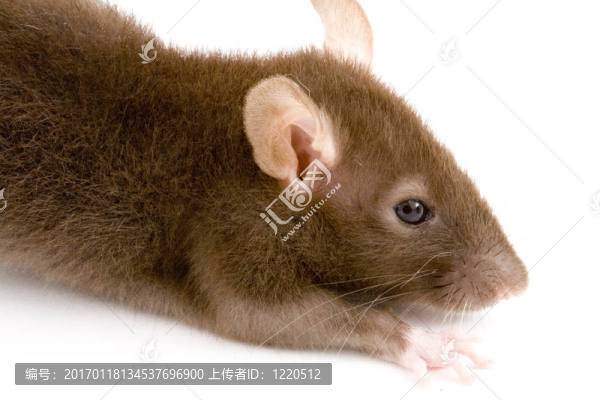 褐鼠