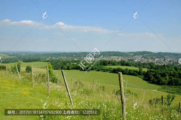 葡萄園-匯圖網(wǎng) www.fosd68.com 葡萄園