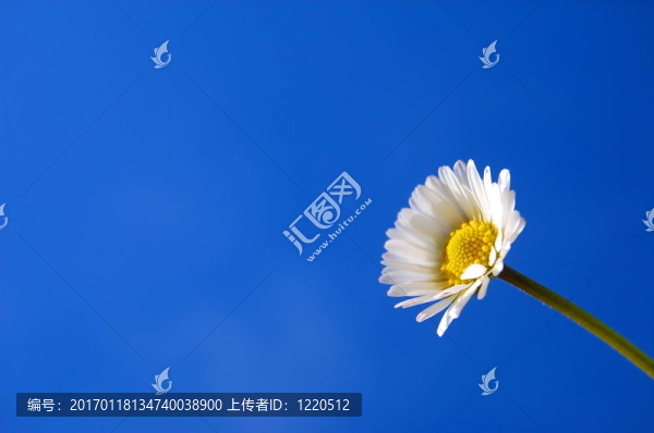 藍(lán)天下的菊花