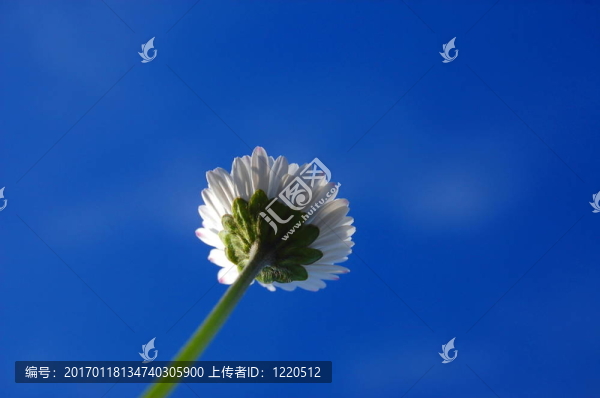 藍(lán)色天空下的菊花