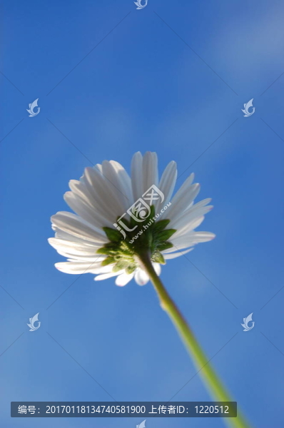 藍(lán)色天空下的菊花