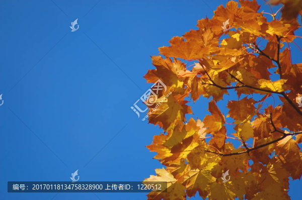 秋天的樹葉