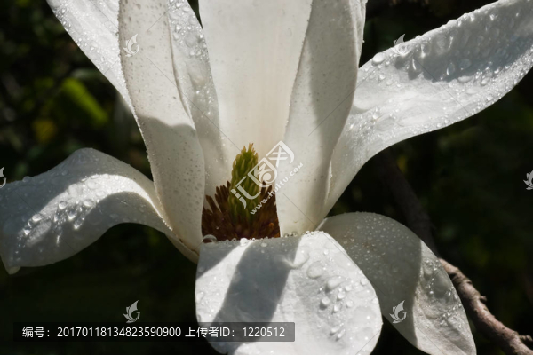 白玉蘭與水滴