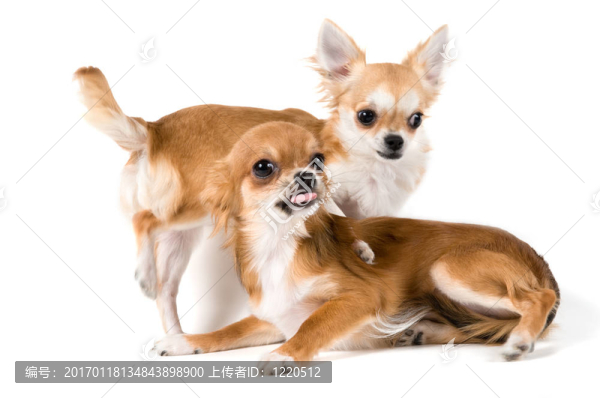 兩只小狗奇瓦瓦