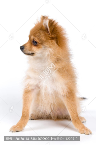 斯皮茨狗工作室