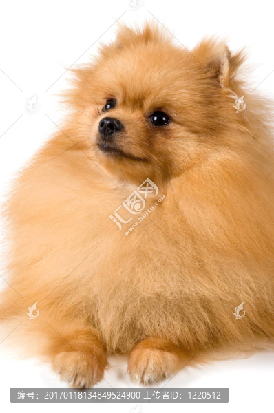 博美犬斯皮茨狗工作室