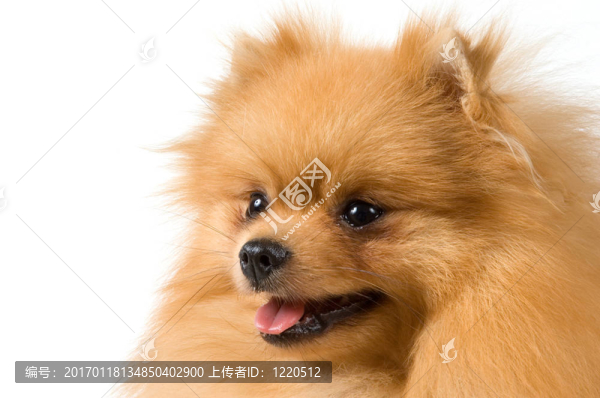 博美犬斯皮茨狗工作室-匯圖網(wǎng) www.fosd68.com 博美犬斯皮茨狗工作室