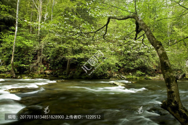 山茱萸；小流域；彈簧；大煙山脈NP；TN
