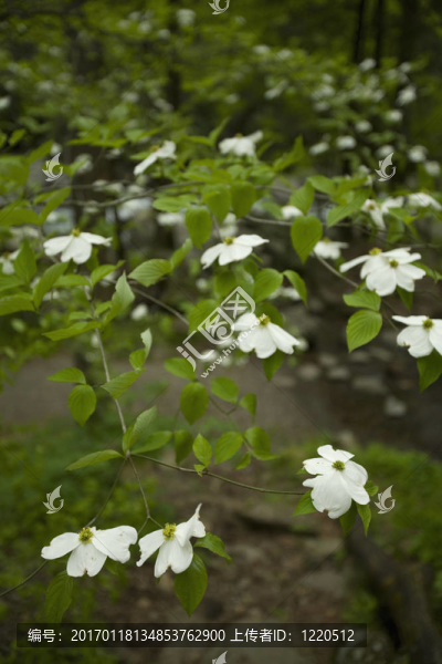 山茱萸；新發(fā)現(xiàn)的差距路；大煙山脈NP；TN