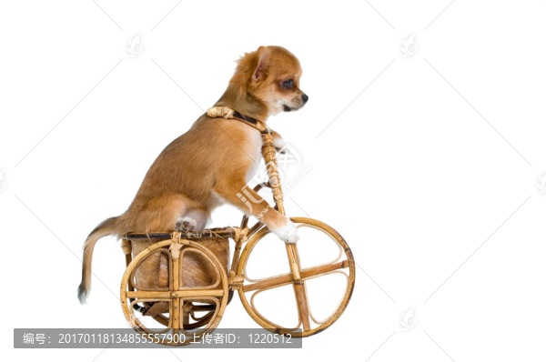 小狗奇瓦瓦騎自行車(chē)