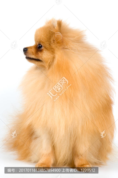 斯皮茨狗工作室