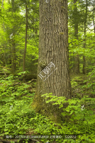 樹干；種類；彈簧；大煙山脈NP