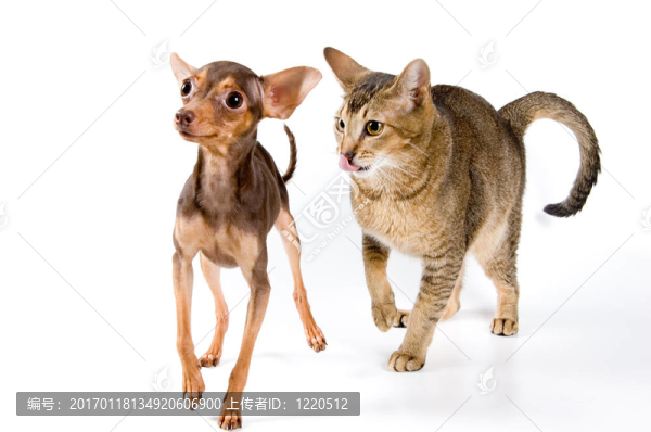 在工作室的貓狗