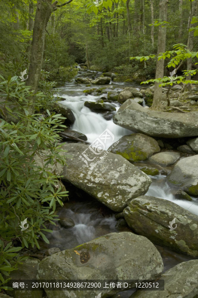 咆哮叉；大煙山脈NP；TN