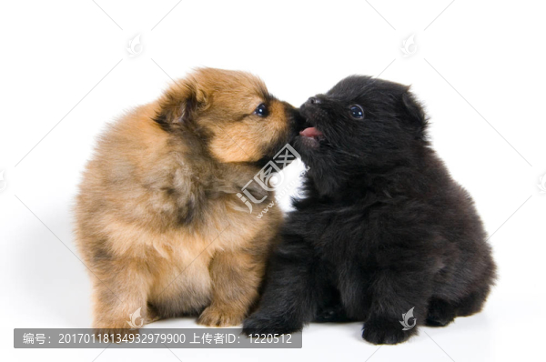 兩只小狗的斯皮茨狗-匯圖網(wǎng) www.fosd68.com 兩只小狗的斯皮茨狗