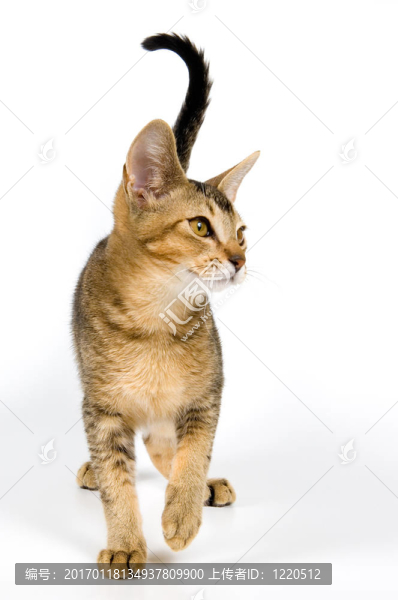 小貓?jiān)诠ぷ魇? title=