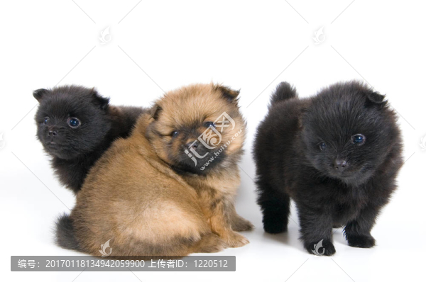 在工作室的斯皮茨犬幼犬