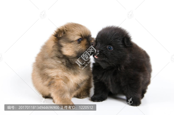在工作室的斯皮茨犬幼犬