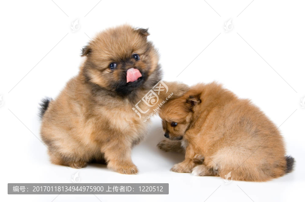 在工作室的斯皮茨犬幼犬