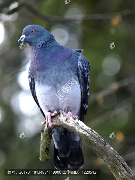 鴿子和鴿子-匯圖網(wǎng) www.fosd68.com 鴿子和鴿子