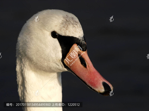 天鵝（Cygnus,olor）