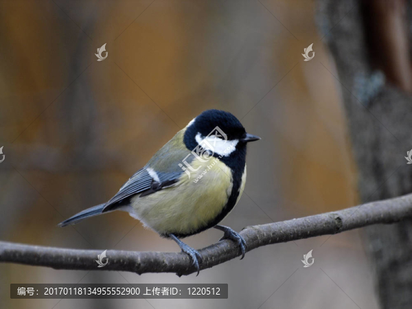 Great,Tit（Parus,major）
