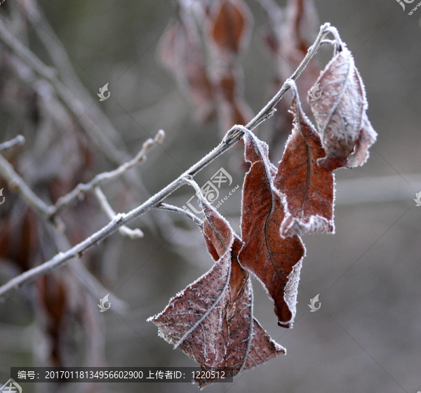 Frozen離開