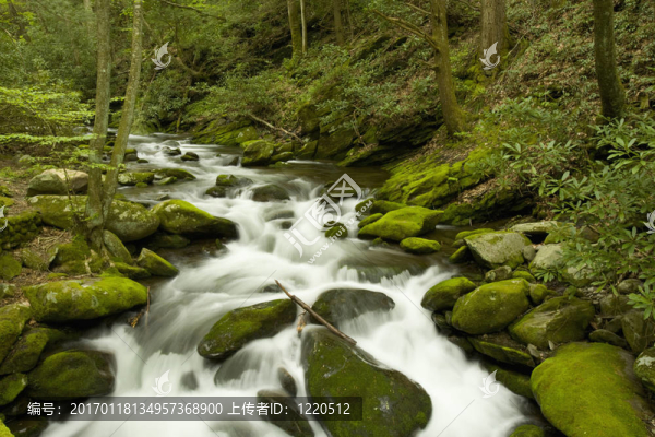 咆哮叉；大煙山脈NP；TN