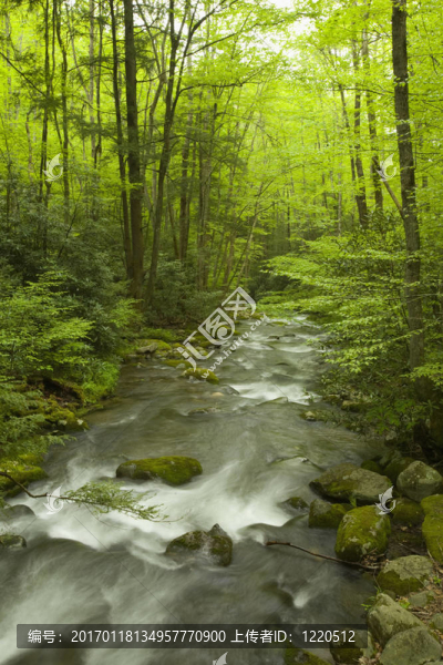 咆哮叉；大煙山脈NP；TN