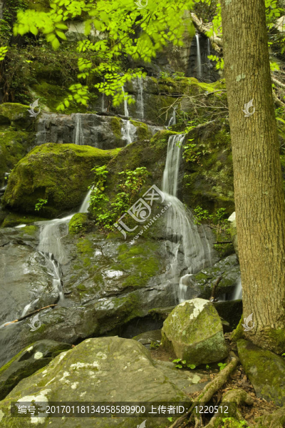 Cliff,Branch,Falls；大煙山脈NP；TN