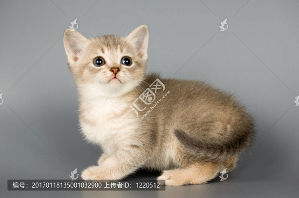 第一個提姆的小貓