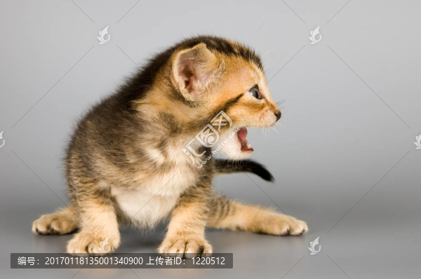 小貓Abyssinian,bree