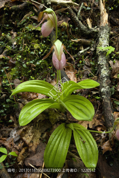 Pink,Ladys,Slipper；大煙山脈NP；TN